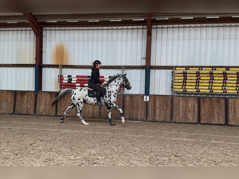Appaloosa Hongre 5 Ans 157 cm Léopard in Oud Gastel