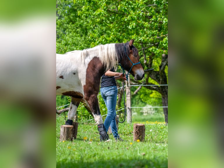 Appaloosa Croisé Hongre 5 Ans 158 cm Pinto in Völkermarkt