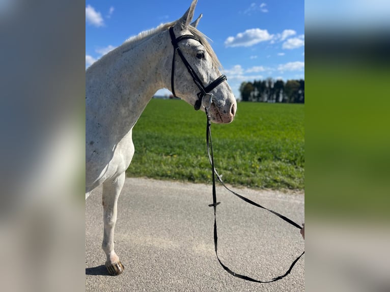 Appaloosa Hongre 5 Ans 161 cm  in GROTE-BROGEL