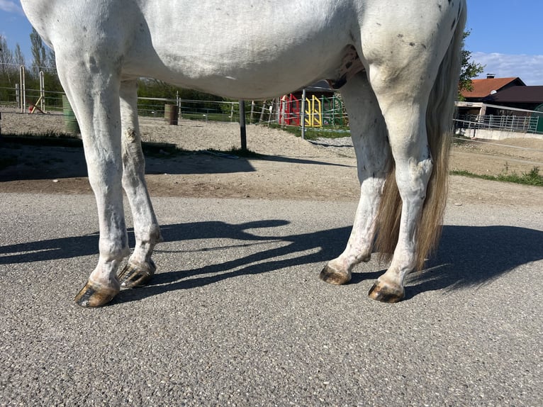 Appaloosa Hongre 5 Ans 161 cm  in GROTE-BROGEL