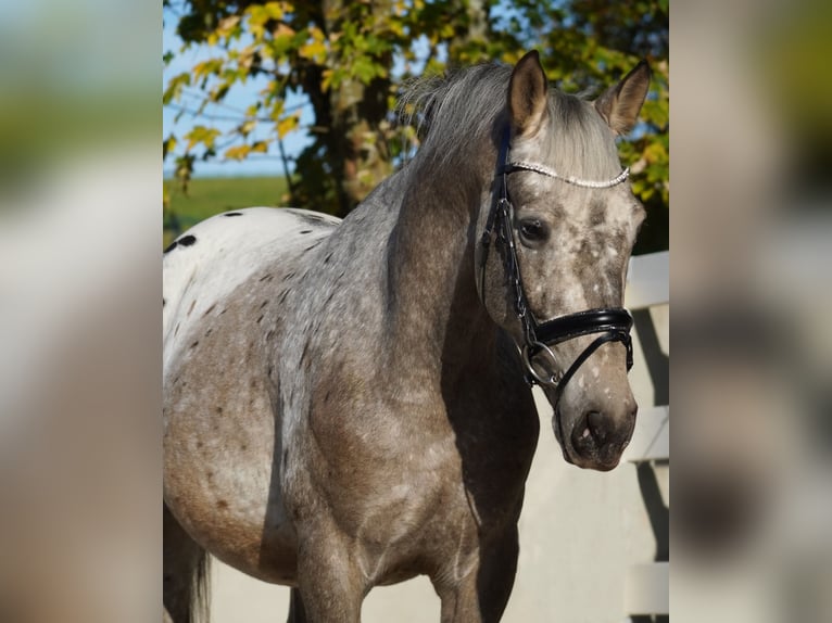 Appaloosa Croisé Hongre 5 Ans 162 cm Léopard in Nettersheim