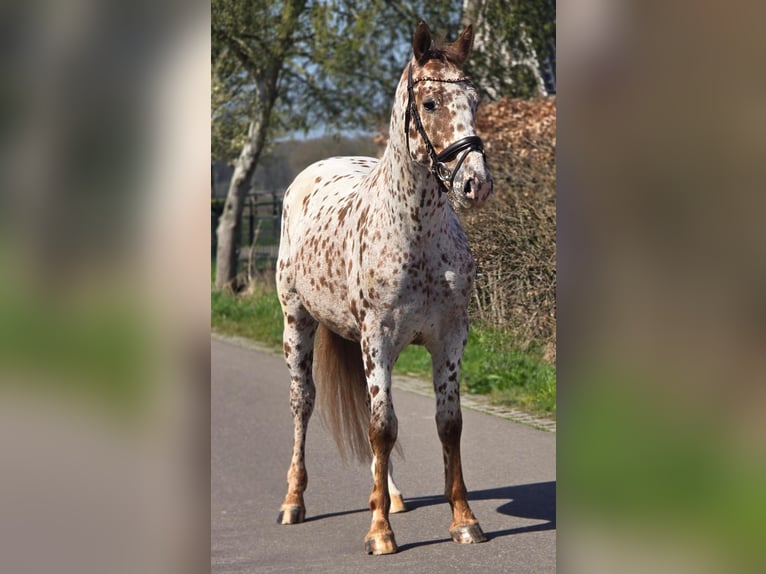 Appaloosa Hongre 5 Ans 164 cm Léopard in Someren