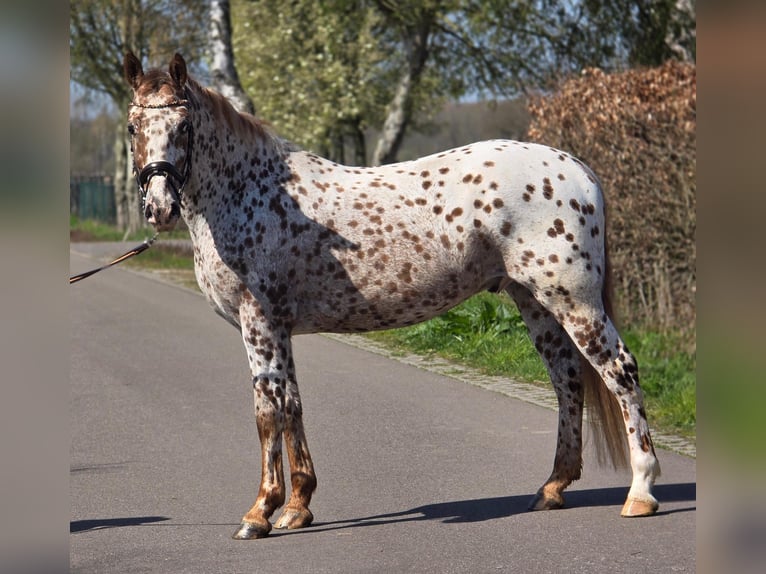 Appaloosa Hongre 5 Ans 164 cm Léopard in Someren