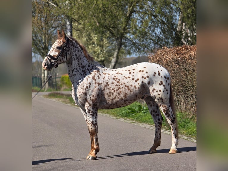 Appaloosa Hongre 5 Ans 164 cm Léopard in Someren