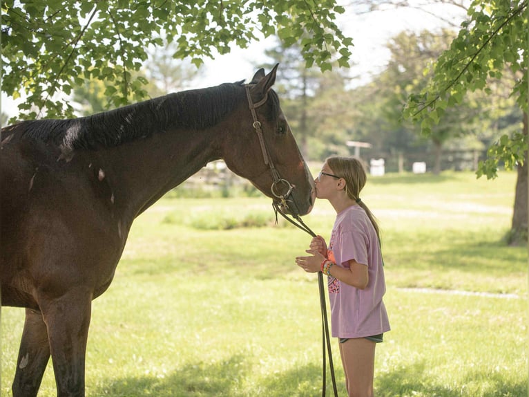 Appaloosa Hongre 5 Ans 165 cm Bai cerise in New Holland