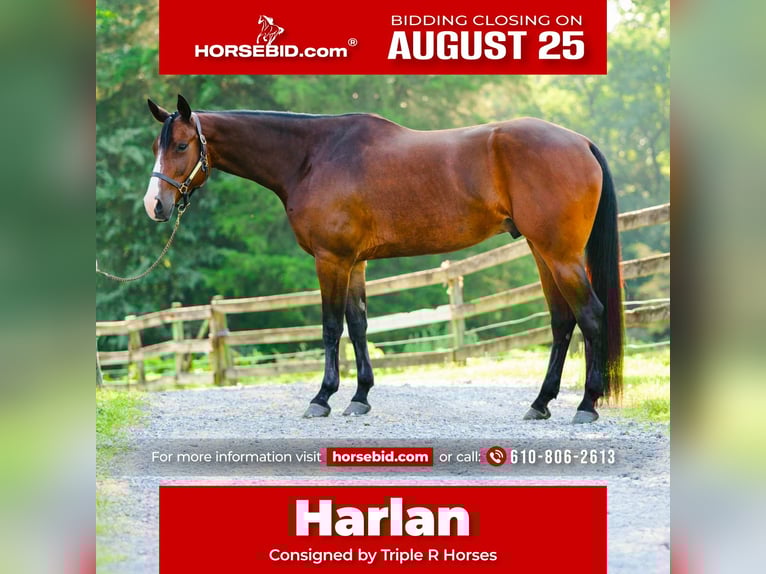 Appaloosa Hongre 5 Ans 165 cm Bai cerise in New Holland