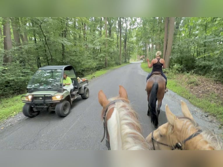 Appaloosa Hongre 5 Ans 165 cm Bai cerise in New Holland