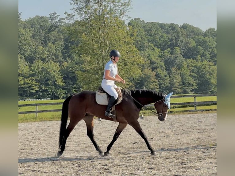 Appaloosa Hongre 5 Ans 165 cm Bai cerise in New Holland
