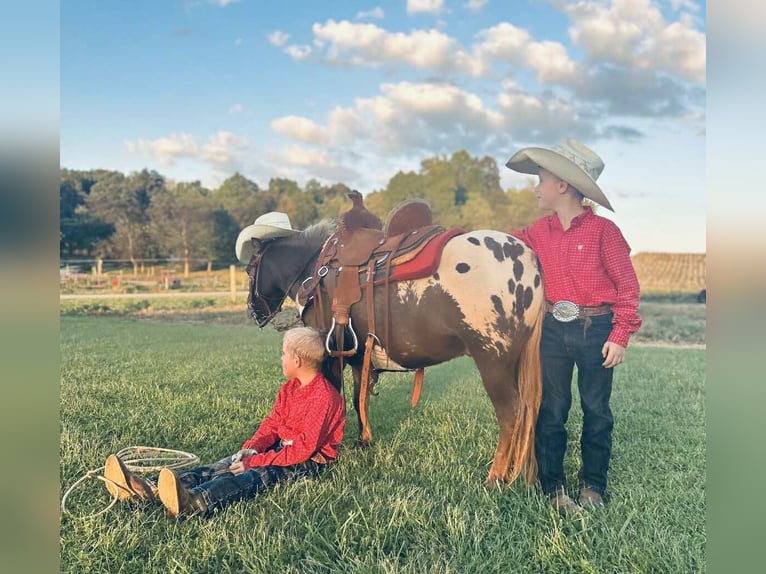 Appaloosa Hongre 5 Ans 97 cm Bai cerise in Huntland TN