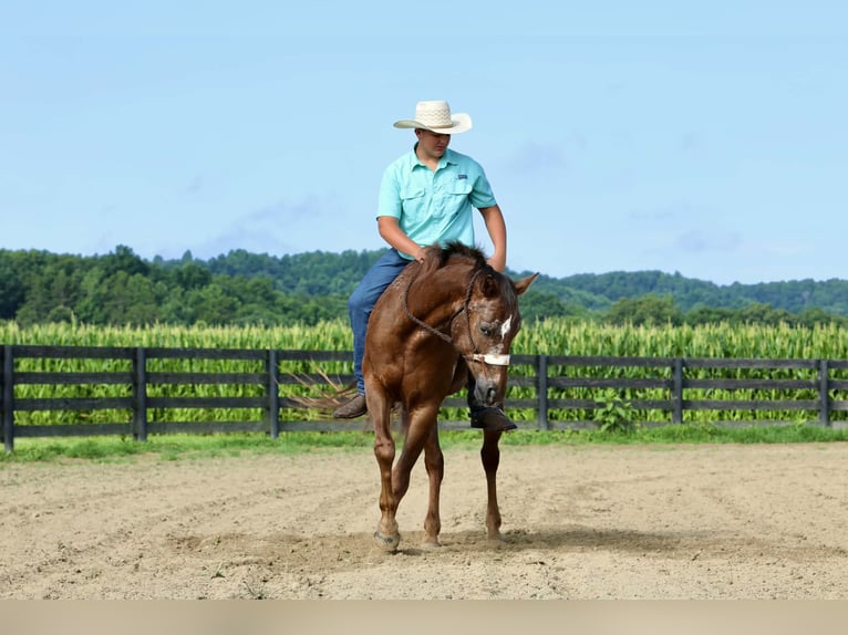 Appaloosa Hongre 5 Ans Alezan cuivré in Crab Orchard