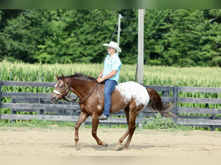 Appaloosa Hongre 5 Ans Alezan cuivré in Crab Orchard
