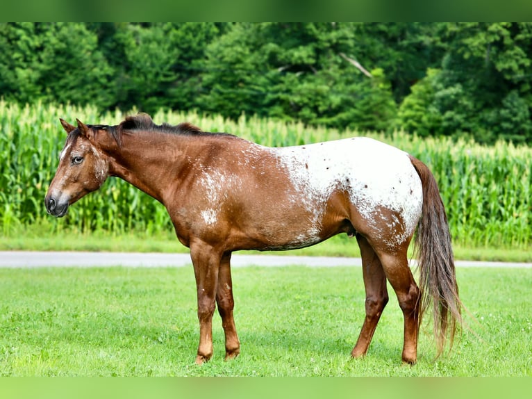 Appaloosa Hongre 5 Ans Alezan cuivré in Crab Orchard