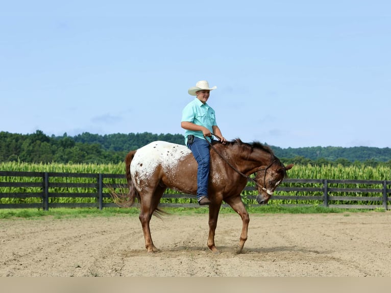 Appaloosa Hongre 5 Ans Alezan cuivré in Crab Orchard