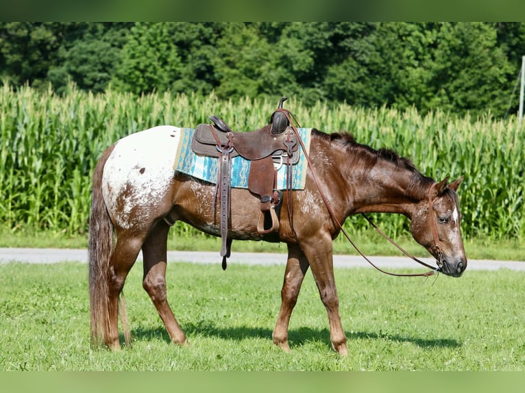 Appaloosa Hongre 5 Ans Alezan cuivré in Crab Orchard