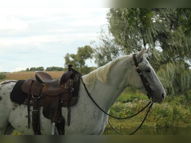 Appaloosa Hongre 5 Ans Blanc in Fort Atkinson WI