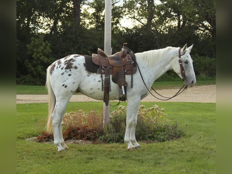 Appaloosa Hongre 5 Ans Blanc in Fort Atkinson WI