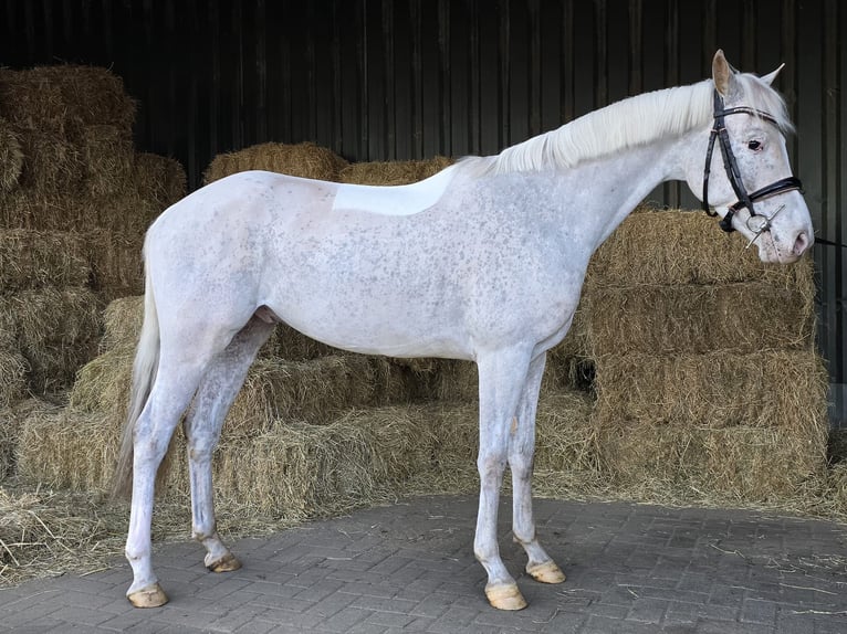 Appaloosa Hongre 5 Ans Léopard in Holten