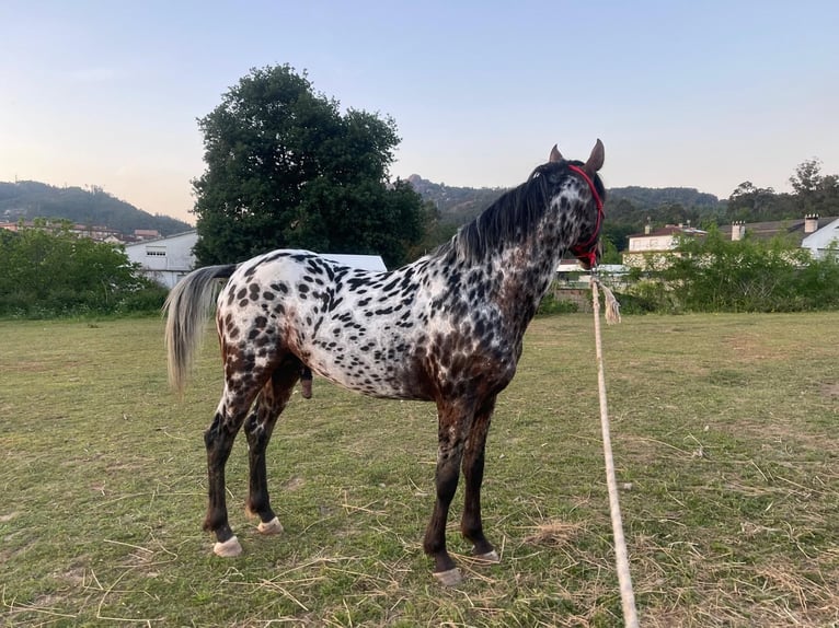 Appaloosa Hongre 5 Ans Léopard in Porriño, O (Santa Maria)