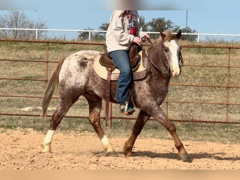 Appaloosa Hongre 6 Ans 140 cm Rouan Rouge in Weatherford TX