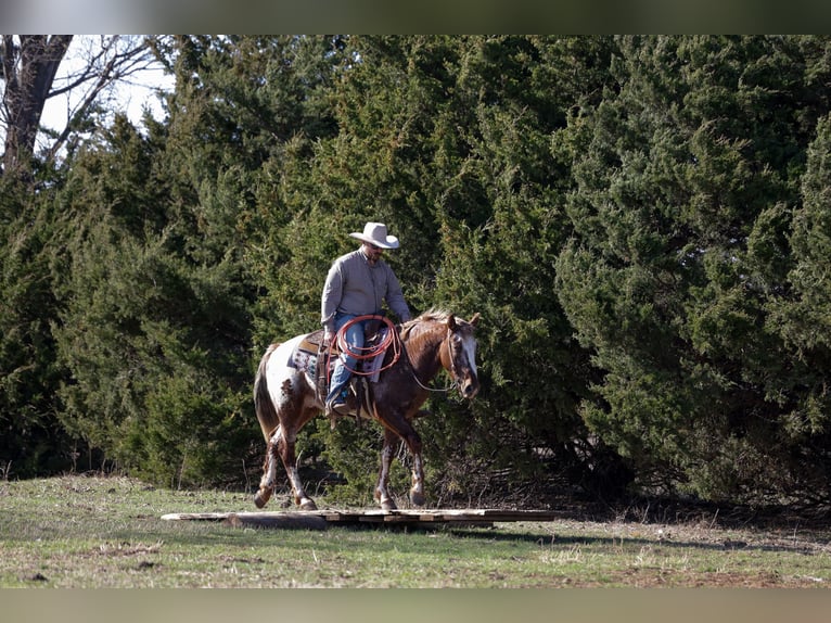 Appaloosa Hongre 6 Ans 145 cm Alezan brûlé in Ripley
