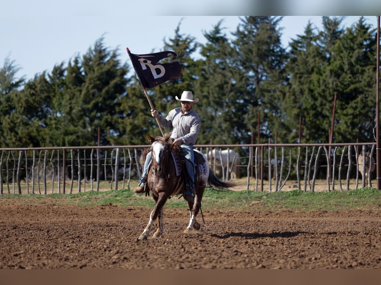 Appaloosa Hongre 6 Ans 145 cm Alezan brûlé in Ripley