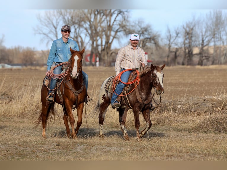 Appaloosa Hongre 6 Ans 145 cm Alezan brûlé in Ripley