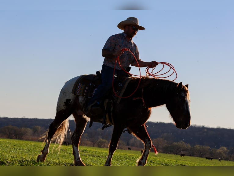 Appaloosa Hongre 6 Ans 145 cm Alezan brûlé in Ripley