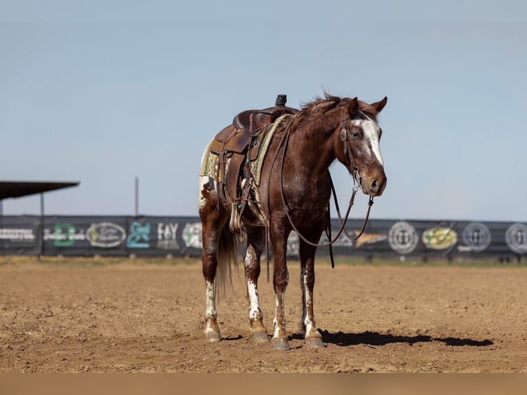 Appaloosa Hongre 6 Ans 145 cm Alezan brûlé in Ripley