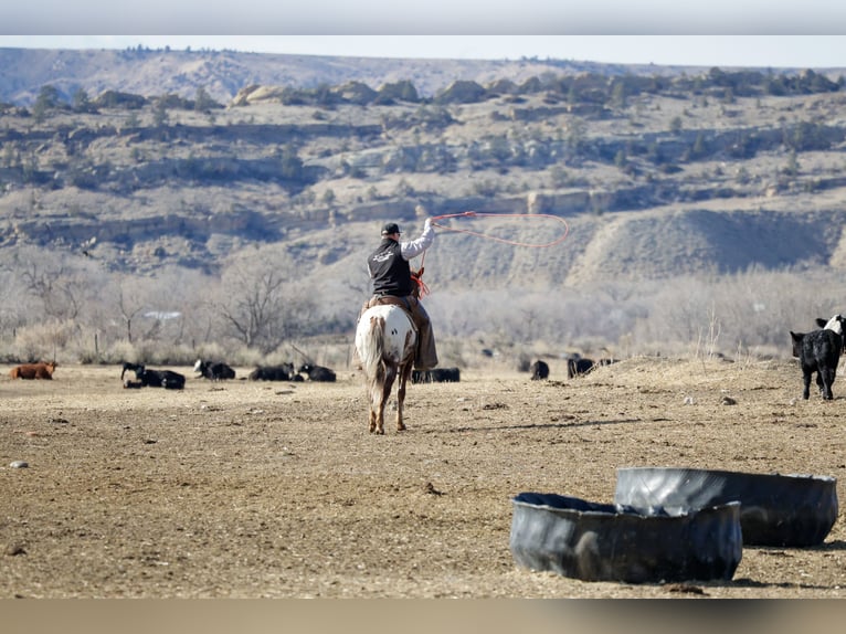 Appaloosa Hongre 6 Ans 145 cm Alezan brûlé in Ripley