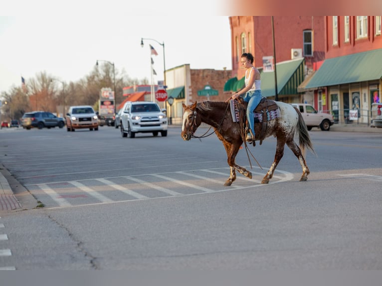 Appaloosa Hongre 6 Ans 145 cm Alezan brûlé in Ripley
