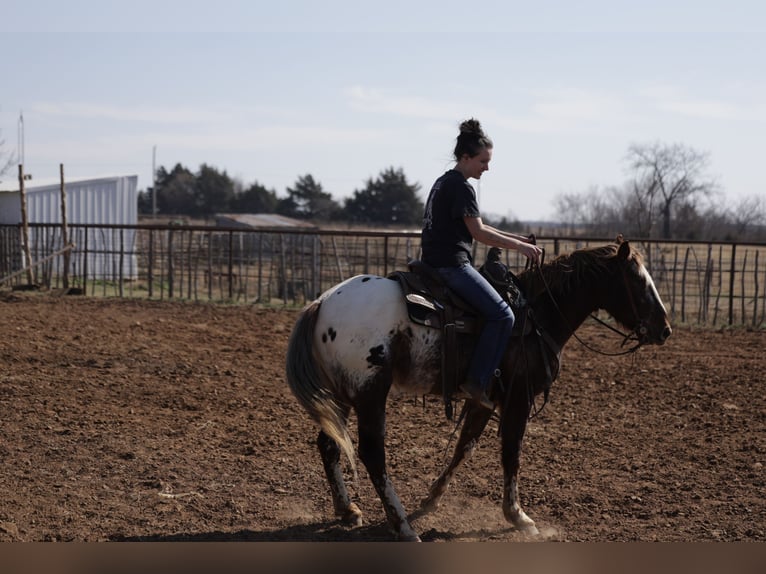 Appaloosa Hongre 6 Ans 145 cm Alezan brûlé in Ripley