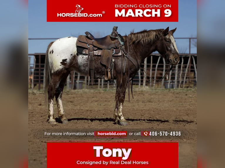 Appaloosa Hongre 6 Ans 145 cm Alezan brûlé in Ripley