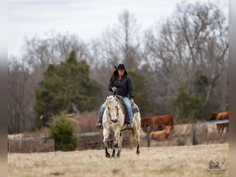 Appaloosa Hongre 6 Ans 150 cm Buckskin in Auburn