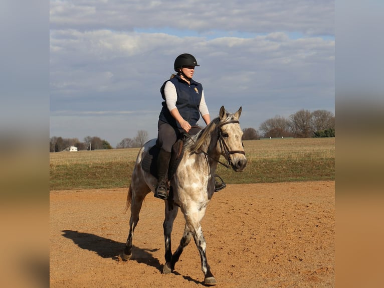 Appaloosa Hongre 6 Ans 150 cm Buckskin in Auburn