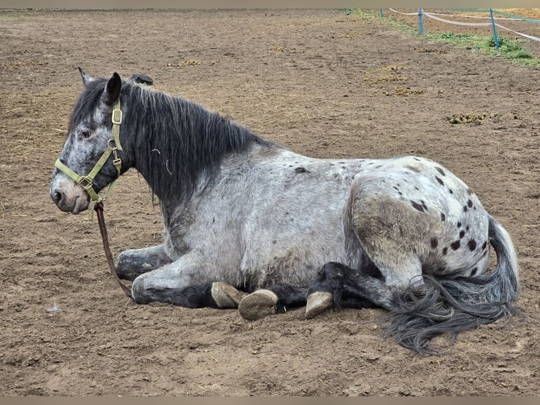 Appaloosa Croisé Hongre 6 Ans 150 cm Léopard in Dormagen