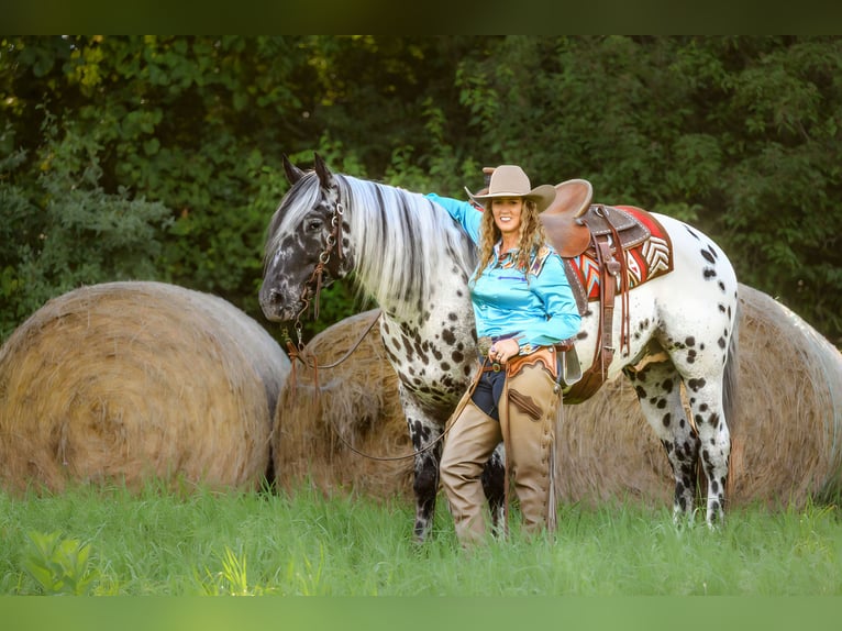 Appaloosa Hongre 6 Ans 152 cm in Salesville, OH