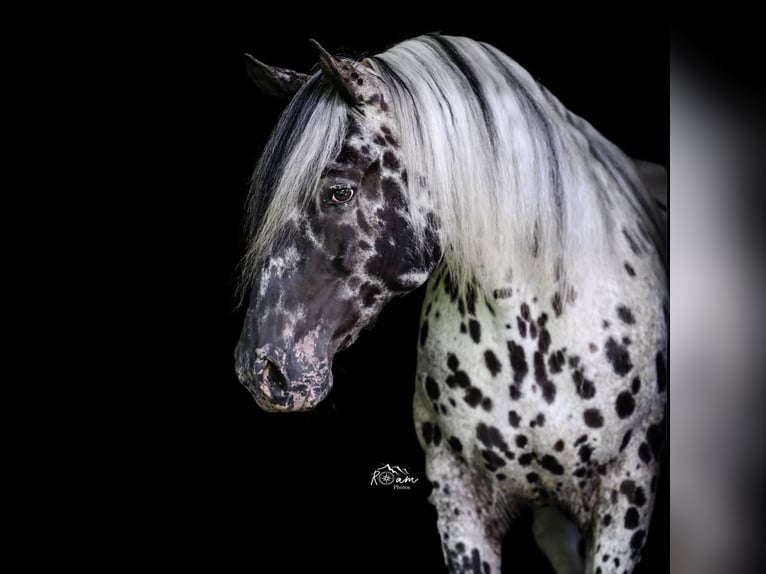 Appaloosa Hongre 6 Ans 152 cm in Salesville, OH