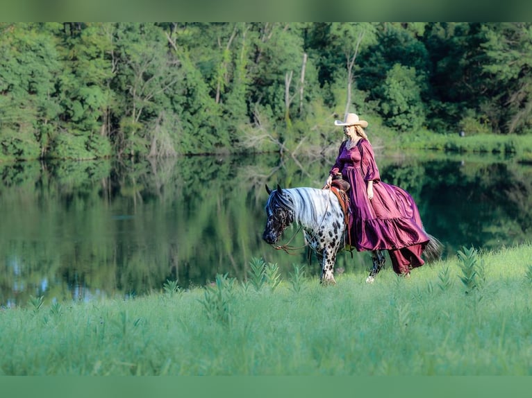 Appaloosa Hongre 6 Ans 152 cm in Salesville, OH