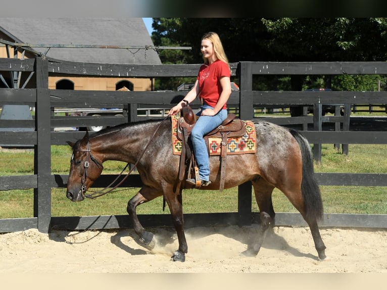 Appaloosa Hongre 6 Ans 153 cm Bai cerise in Newcastle Upon Tyne