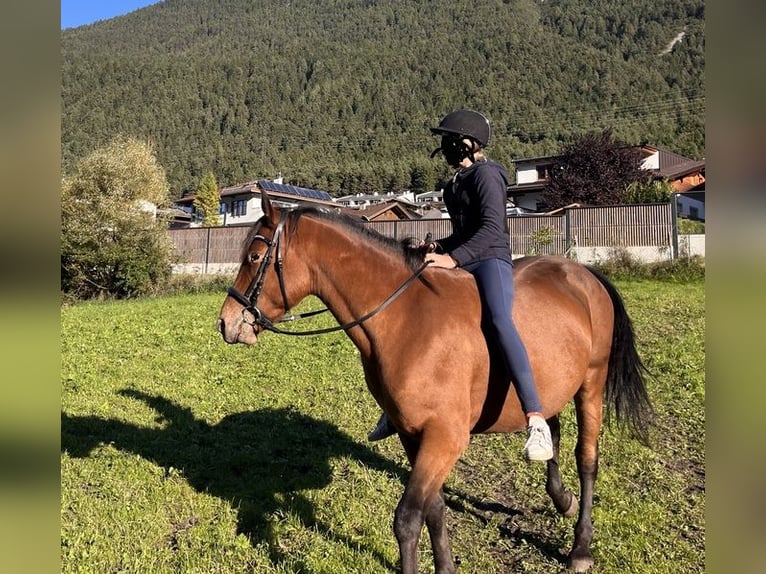 Appaloosa Croisé Hongre 6 Ans 154 cm Bai in Medraz