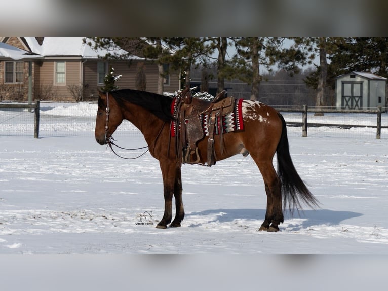 Appaloosa Croisé Hongre 6 Ans 157 cm Bai cerise in Fredericksburg