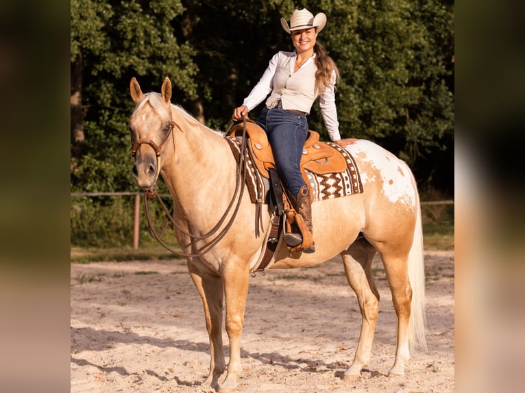 Appaloosa Hongre 6 Ans 159 cm Palomino in Kirtorf