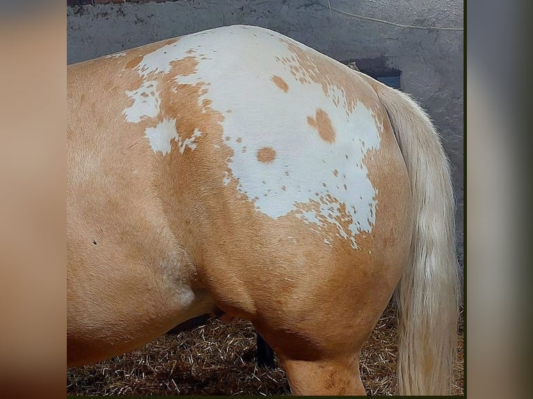 Appaloosa Hongre 6 Ans 159 cm Palomino in Kirtorf