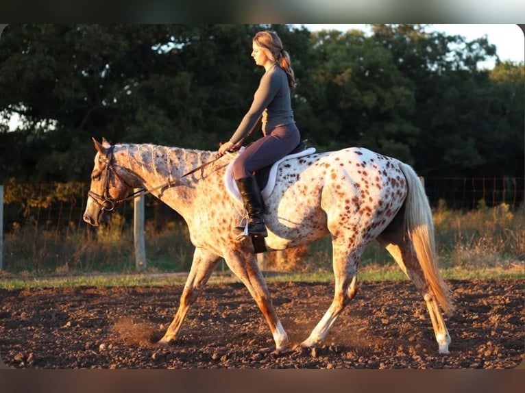 Appaloosa Hongre 6 Ans Alezan brûlé in Moberly