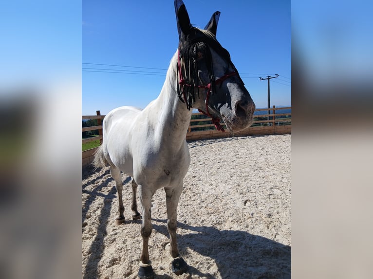 Appaloosa Hongre 6 Ans in Thyrnau