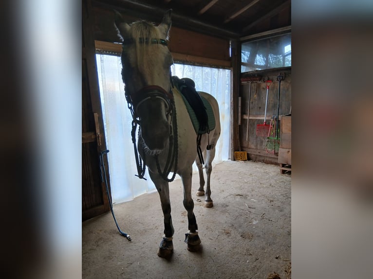 Appaloosa Hongre 6 Ans in Thyrnau