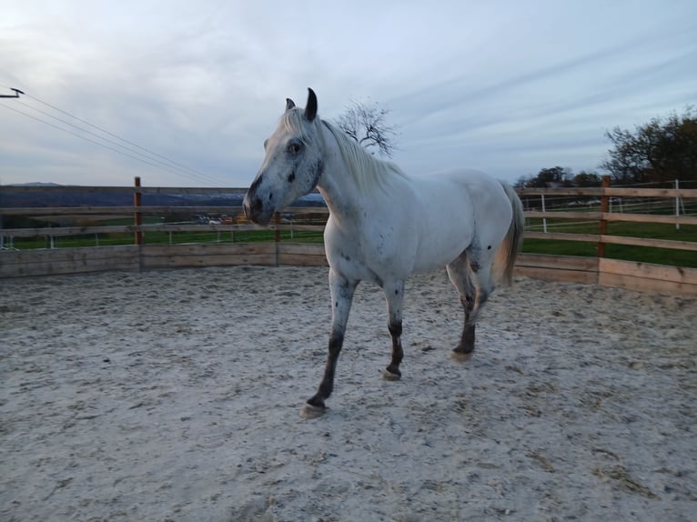 Appaloosa Hongre 6 Ans in Thyrnau