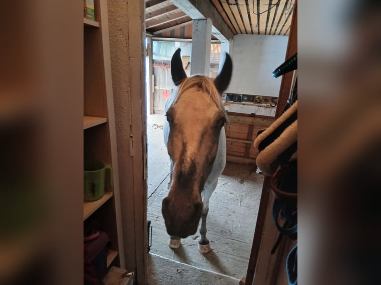 Appaloosa Hongre 6 Ans in Thyrnau