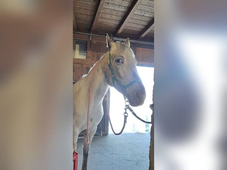 Appaloosa Hongre 6 Ans in Thyrnau