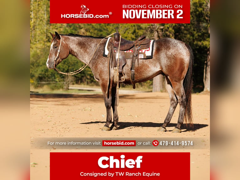 Appaloosa Hongre 6 Ans Roan-Bay in Little Rock